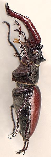 Beetle cerb (lucanus cervus l