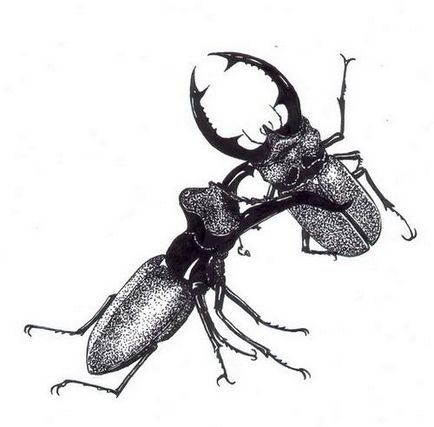 Жук-олень (lucanus cervus l