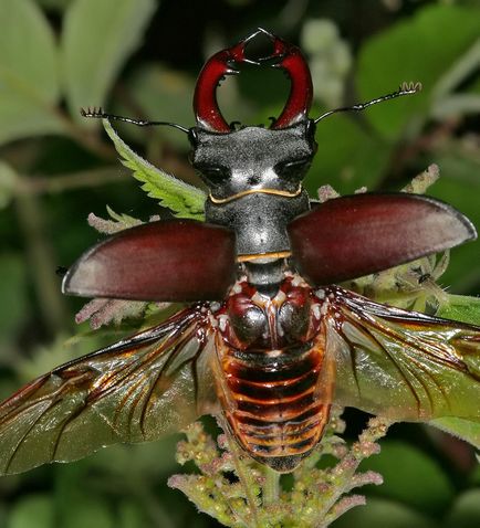 Жук-олень (lucanus cervus l