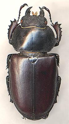 Beetle cerb (lucanus cervus l