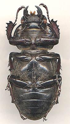 Beetle cerb (lucanus cervus l