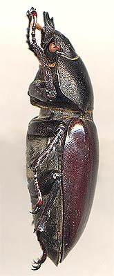 Beetle cerb (lucanus cervus l