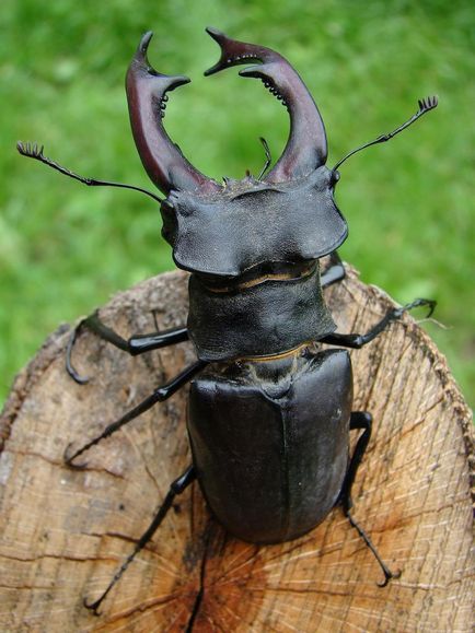 Жук-олень (lucanus cervus l