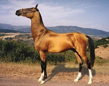 Золоті коні