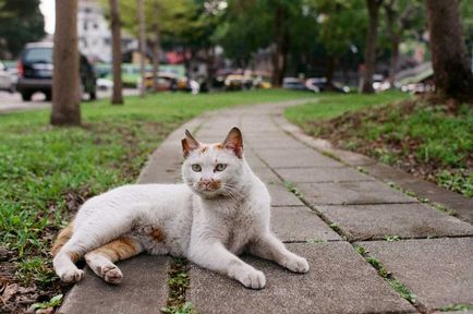 11 dolog, amit tudni kell a viselkedését macskák