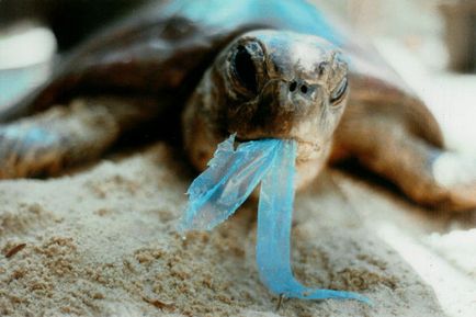 20 Цікавих фактів про пластик