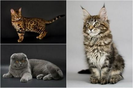 20 Найкрасивіших кішок