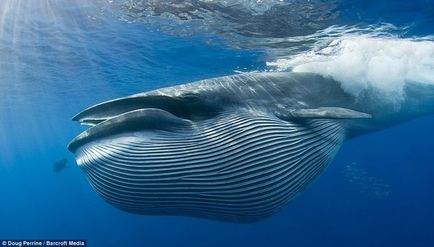 27 факти за китовете - интересни факти, образователни предмети, цифри и новини