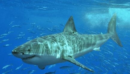 35 Цікавих фактів про акул
