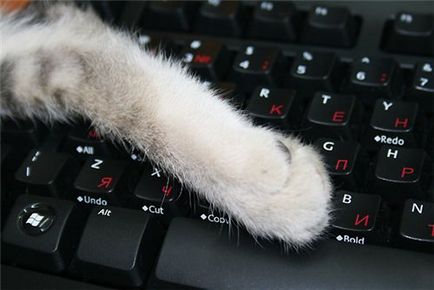 7 moduri de a conduce o pisica de pe tastatură, 7 doamnelor