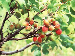 Caise simplu - fructe curative și fructe de pădure