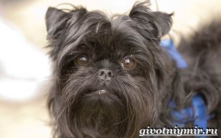 Câine Affenpinscher