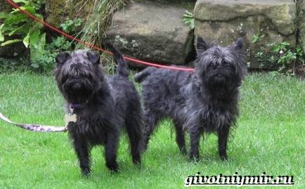 Câine Affenpinscher