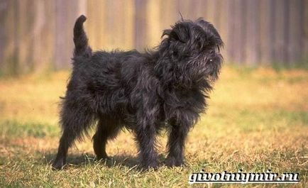 Affenpinscher kutya