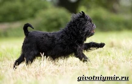 Câine Affenpinscher