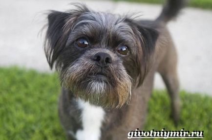 Câine Affenpinscher