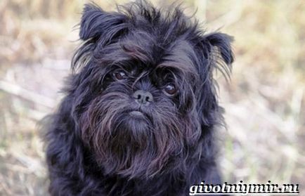 Affenpinscher kutya