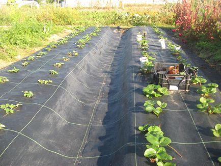 Агроволокно, агротканина або гео-тканину в чому полягають відмінності між ними - все для саду та городу