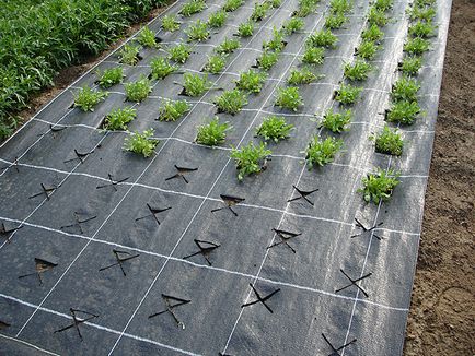 Agronofibre, agro-țesătură sau geo-tesatura, care sunt diferențele dintre ele - totul pentru grădină și grădină