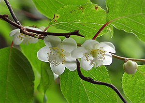 Actinidia, agronomia reproducerii actinidiului, semințele și reproducerea vegetativă a actinidelor,