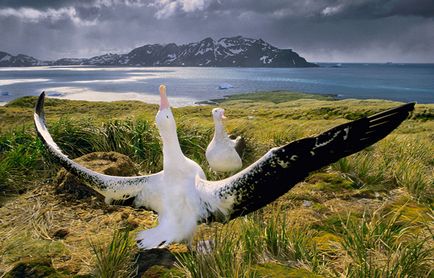 Albatross - a király között a tengeri madarak