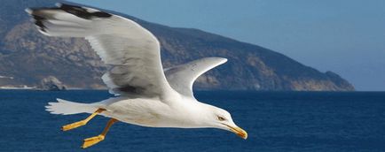 Albatross - a király között a tengeri madarak