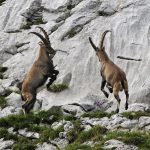 Capsele de capră alpine și nubiene ale rasei și ale proprietarilor