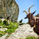 Alpine és núbiai kecskéket jellemző a fajtára, és az értékelés a tulajdonosok (rock) Alpine és núbiai kecskéket jellemző a fajtára, és az értékelés a tulajdonosok