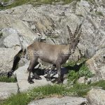 Capsele de capră alpine și nubiene ale rasei și ale proprietarilor
