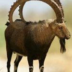 Alpine és núbiai kecskéket Fajtajegyei és vélemények tulajdonosok (núbiai) Alpine és núbiai kecskéket jellemző a fajtára, és az értékelés a tulajdonosok