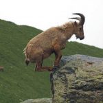 Alpine és núbiai kecskéket Fajtajegyei és vélemények tulajdonosok (alpesi) Alpine és núbiai kecskéket jellemző a fajtára, és az értékelés a tulajdonosok