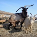 Alpine és núbiai kecskéket Fajtajegyei és vélemények tulajdonosok (núbiai) Alpine és núbiai kecskéket jellemző a fajtára, és az értékelés a tulajdonosok