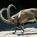 Alpine és núbiai kecskéket Fajtajegyei és vélemények tulajdonosok (vélemény) Alpine és núbiai kecskéket jellemző a fajtára, és az értékelés a tulajdonosok