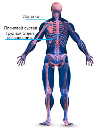 Най-анатомичната структура на мускулите на гърба и упражнения за обучение