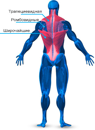 Най-анатомичната структура на мускулите на гърба и упражнения за обучение