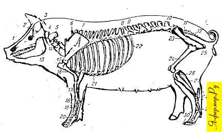 Anatomia și fiziologia animalelor domestice