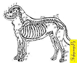 Анатомія і фізіологія домашніх тварин