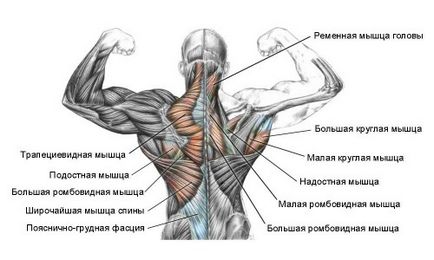 Anatomia, topografia și funcțiile mușchiului latissimus al spatelui