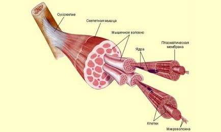 Анатомія, топографія і функції найширшого м'яза спини