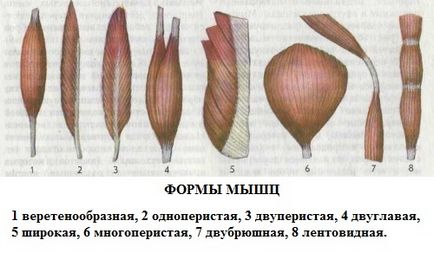 Anatomia, topografia și funcțiile mușchiului latissimus al spatelui