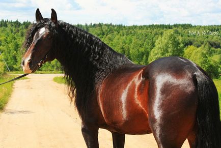 Andalúziai ló - fajta története, fotók, érdekességek