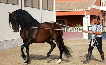 Calul Andaluz - istoria rasei, fotografii, fapte interesante