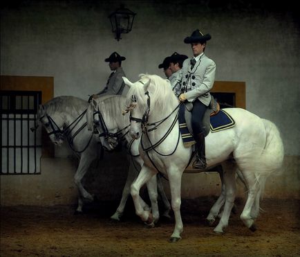Андалузька кінь - історія породи, фото, цікаві факти