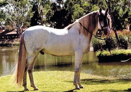 Calul Andaluz - istoria rasei, fotografii, fapte interesante