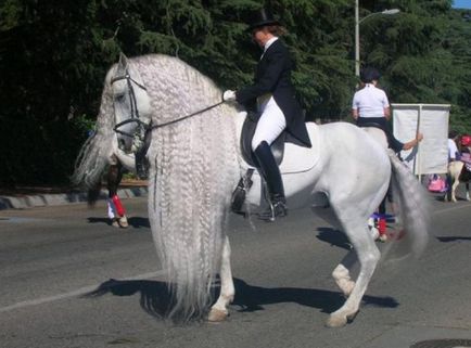 Андалузька кінь - історія породи, фото, цікаві факти