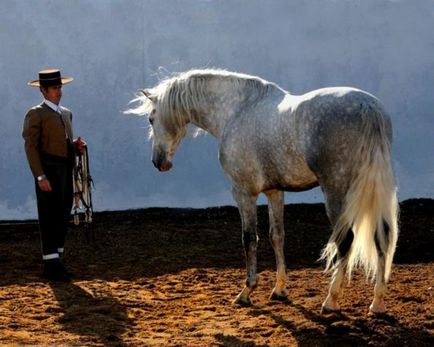 Descriere, caracteristici și fotografii ale rasei calului andaluz