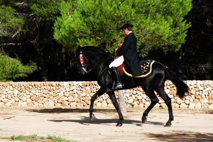 Descriere, caracteristici și fotografii ale rasei calului andaluz