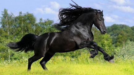 Caracterul calului andaluz, costum, fotografie