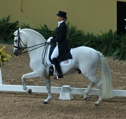 Андалузька кінь характер, масті, фото
