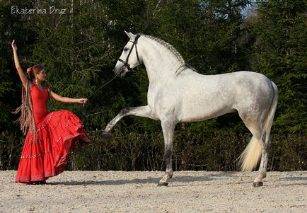 Andalusian cai fotografie și descriere, caracteristici, istorie, video